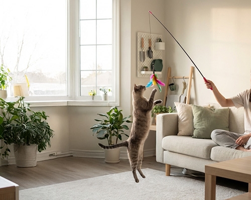 Un chat joue avec une canne à pêche dans un salon lumineux.